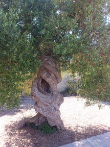 A fine old olive tree at the Masseria