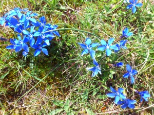 Gentians, holding the sky