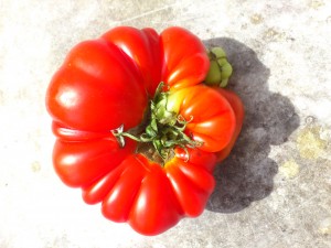Wonderful luscious Italian tomato, grown from seed, always a miracle! 