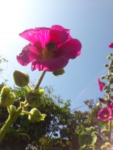 Hollyhock with bee