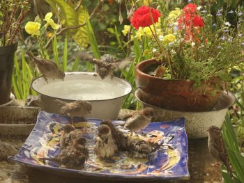 Birds bathing in the garden