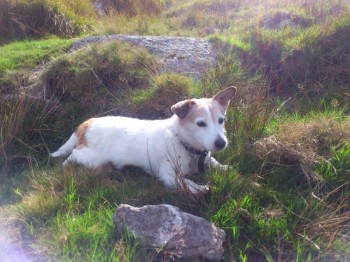 Frankie being a pin up on Dartmoor, September 14