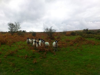 Little crowd of sheep, Dartmoor, September 14