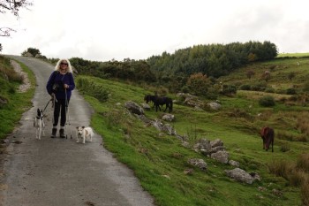 On Dartmoor with ponies and dogs, long walk!