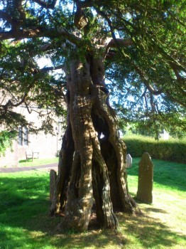 ancient Yew Tree, Holne churchyard.