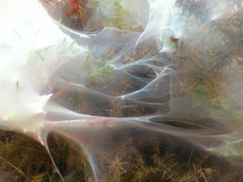 web spiderlings stretching like smoke
