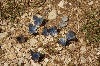 Butterflies on the path