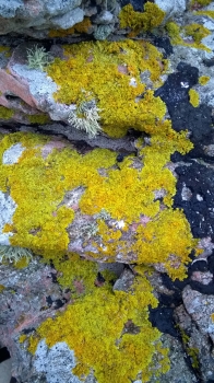 lichen beach Iona 16