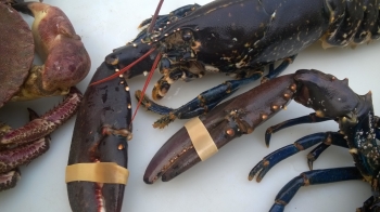lobster with tapping legs