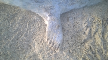 seal pup foot